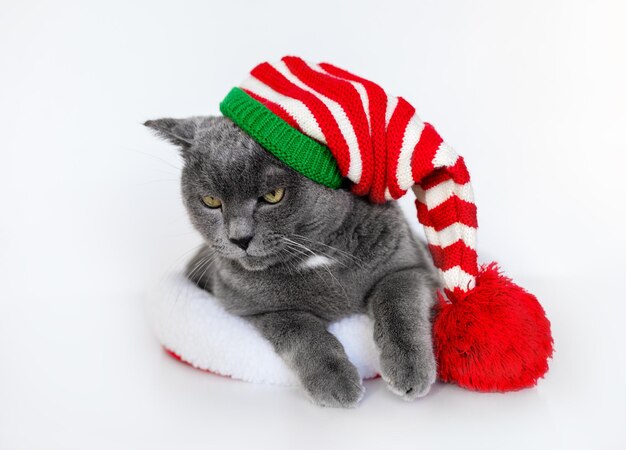 Gato de pelo curto britânico com um chapéu de ano novo está em uma cama de gato em um fundo branco