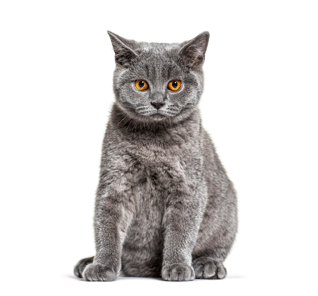 Gato de pelo curto britânico sentado em um branco