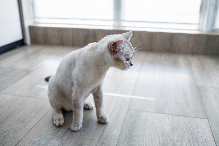 Foto gato de pêlo curto britânico sentado no chão de madeira olhando para o lado