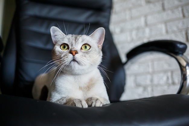 Gato de pêlo curto britânico sentado no chão de madeira olhando para o lado