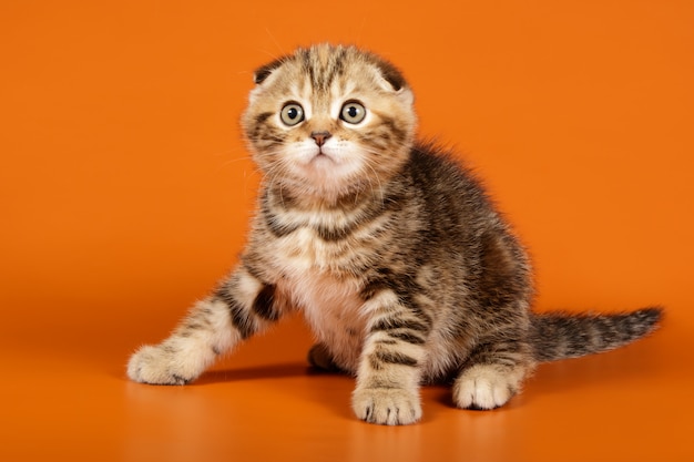 Gato de pelo curto escocês em fundos coloridos