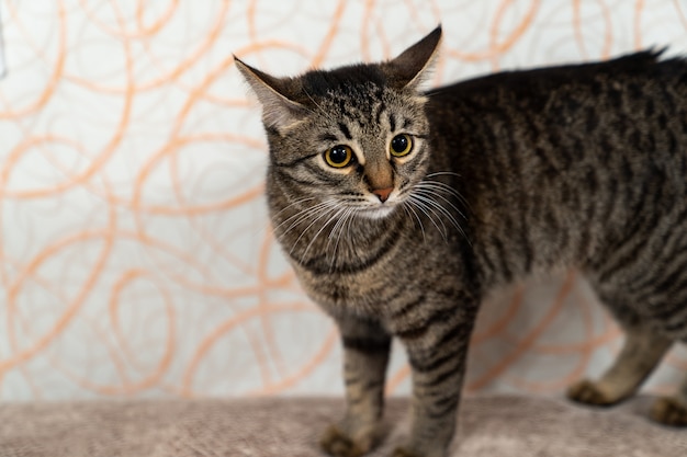 Gato de pêlo curto europeu com lambidas engraçadas