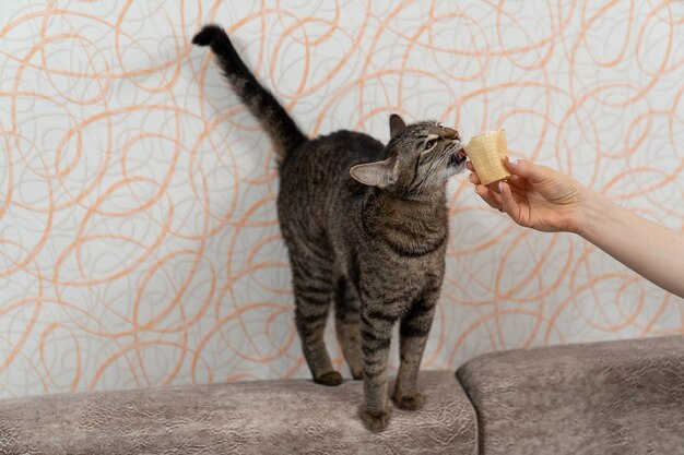 Gato de pelo curto europeu come sorvete com prazer, que a dona de casa segura na mão