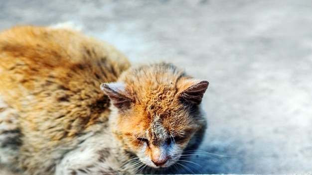 Gato de pêlo curto muito triste deita-se no quintal