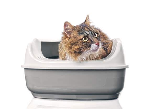 Foto gato de pelo longo bonito sentado em uma caixa de areia aberta e olhando engraçado de lado