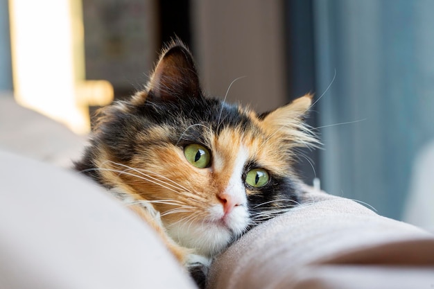 Gato de pelo longo do tipo calico