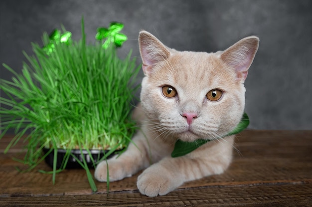 Gato de pêssego engraçado fica perto da grama germinada para animais com o símbolo de São Patrício