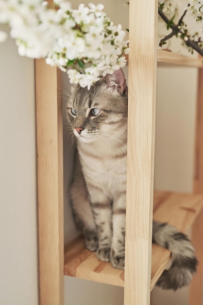 Gato de primavera com galhos floridos Gatinho de estimação lindo gato com flores