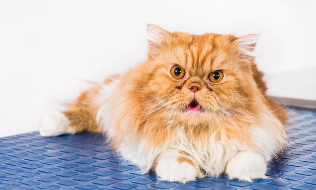 Gato de raça persa na mesa azul