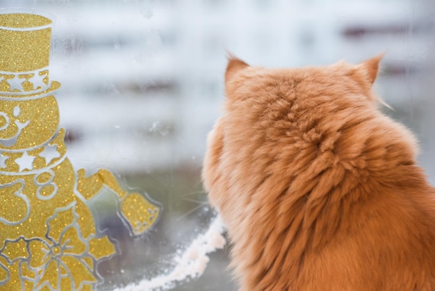 Gato de raça persa olha pela janela
