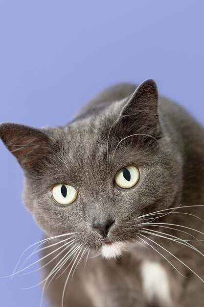 Gato de raça pura em um fundo azul Animais de estimação Closeup