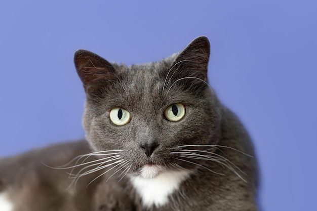 Gato de raça pura em um fundo azul animais de estimação closeup