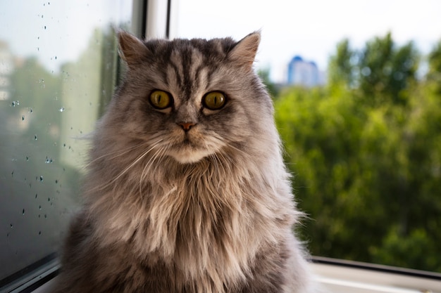 Gato de raça pura fofinho a chorar. Emoções de tristeza, desgosto e desespero no animal. Ressentimento de conceito