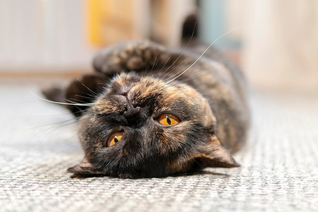 gato de raça pura manchado está relaxado de costas no tapete