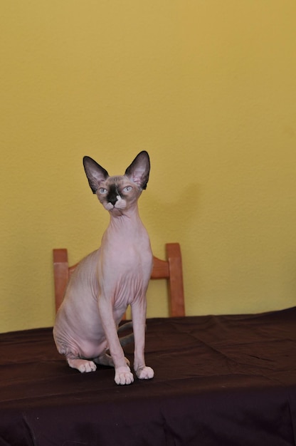 Gato de raça pura Sphinx com mesa