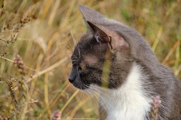 Gato de retrato em coloração cinza e branca sentado entre grama alta