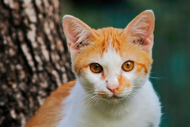 Gato de rua amarelo