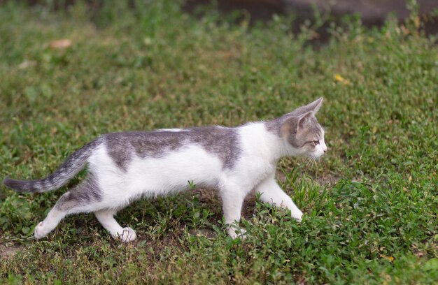 Gato de rua andando na grama no parque de verão