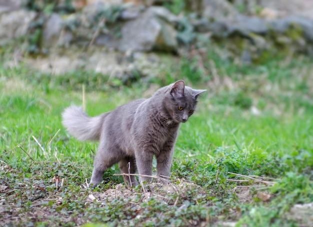 Gato de rua cinzento bonito ao ar livre