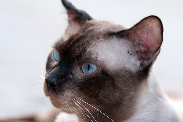 Gato de rua close-up