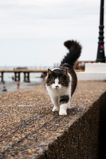 Gato de rua com um olhar severo caminha ao longo do aterro e olha para a câmera adler sochi rússia