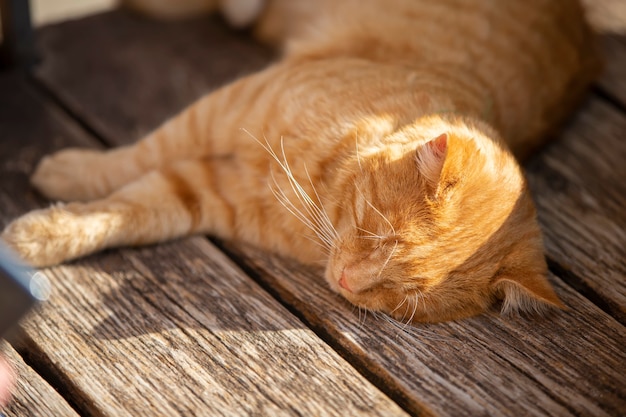 Gato de rua de gengibre dorme em um banco de madeira ao sol.