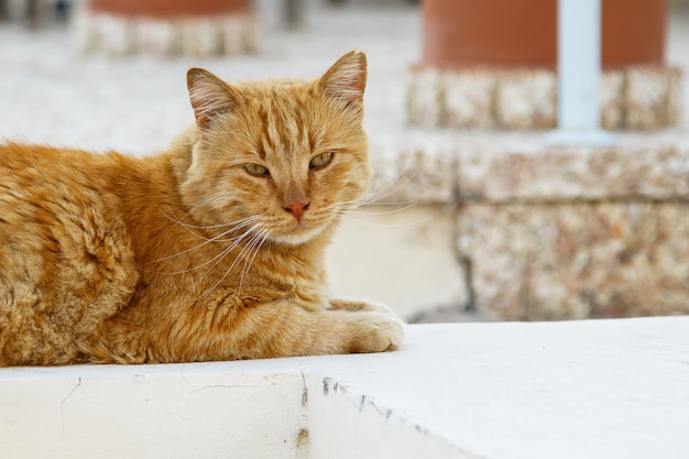 Gato de rua deitado na rua