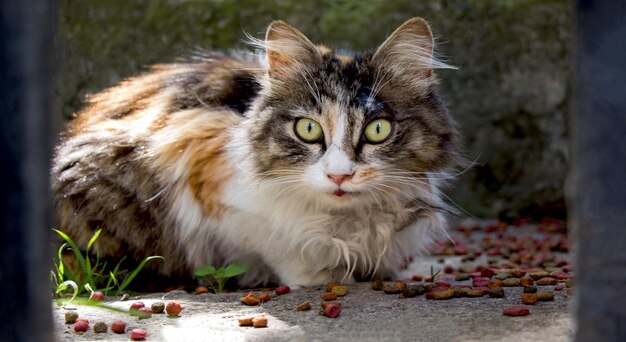 Gato de rua é visto na rua