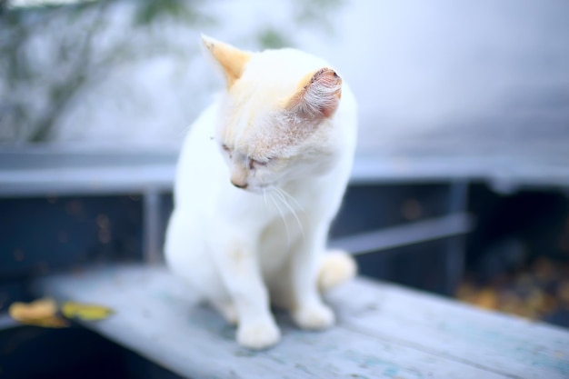 gato de rua / gato solitário sentado do lado de fora, animal de estimação, perdido