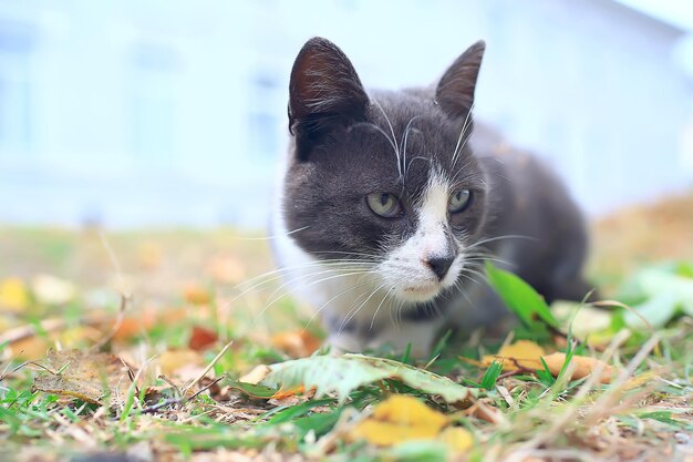 gato de rua / gato solitário sentado do lado de fora, animal de estimação, vadio