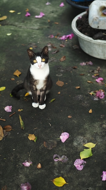 Gato de rua na rua