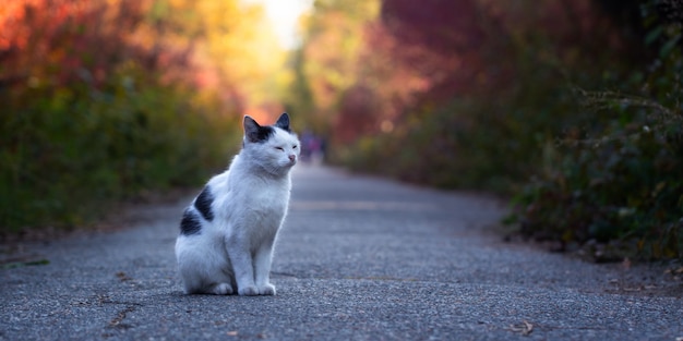 Gato de rua nos caminhos do parque