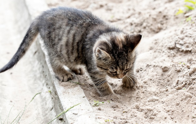 Gato de rua selvagem