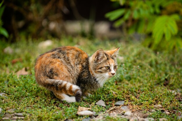 Gato de rua sem raça em abrigo para passear na rua