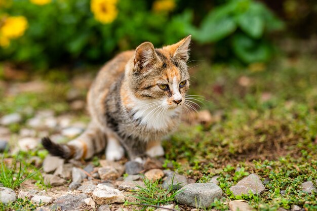 Gato de rua sem raça em abrigo para passear na rua