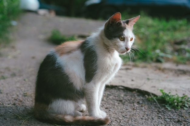 Gato de rua senta-se no chão.