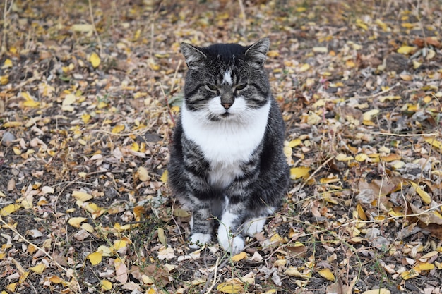 Gato de rua sentado na folhagem e olhando
