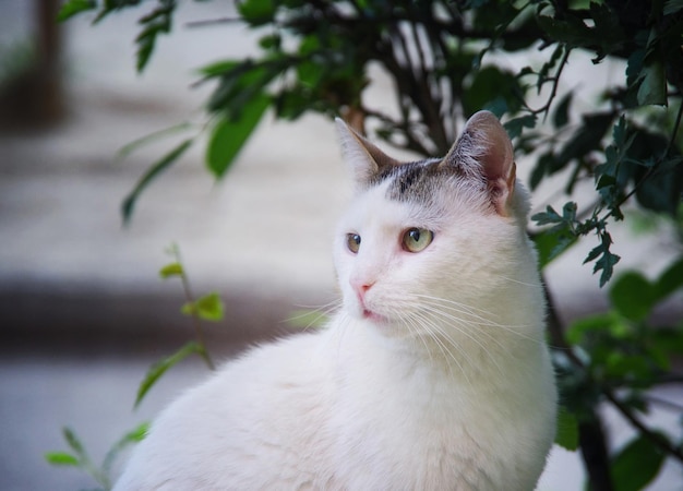 Gato de rua sentado na grama