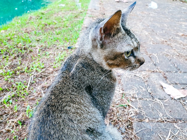 gato de rua sentado no chão