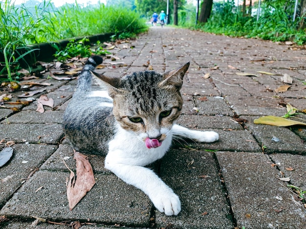 gato de rua sentado no chão