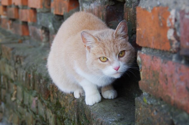 Gato de rua sentado