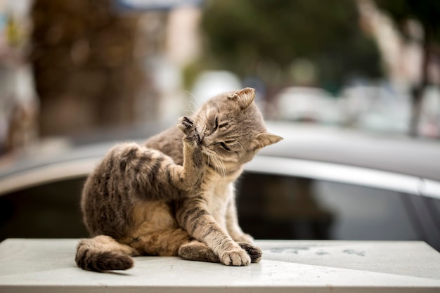 Gato de rua sozinho, ao ar livre. Animal de estimação; gato de rua.