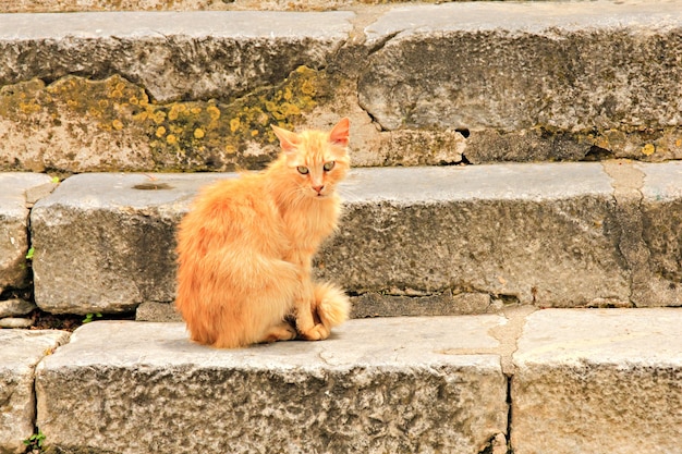 Gato de rua vermelho na escadaria da cidade velha de rodes, grécia