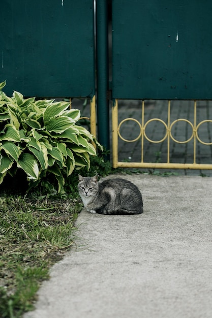 gato de rua