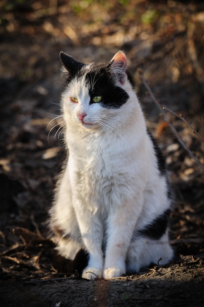 Gato de rua