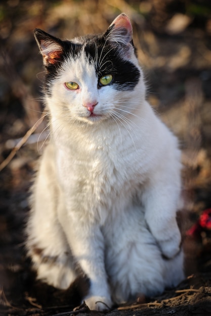 Gato de rua