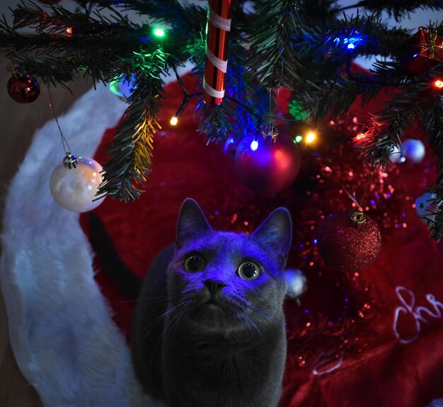 Foto gato debaixo da árvore de natal