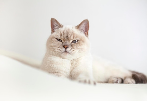 gato deita na cama com os olhos fechados