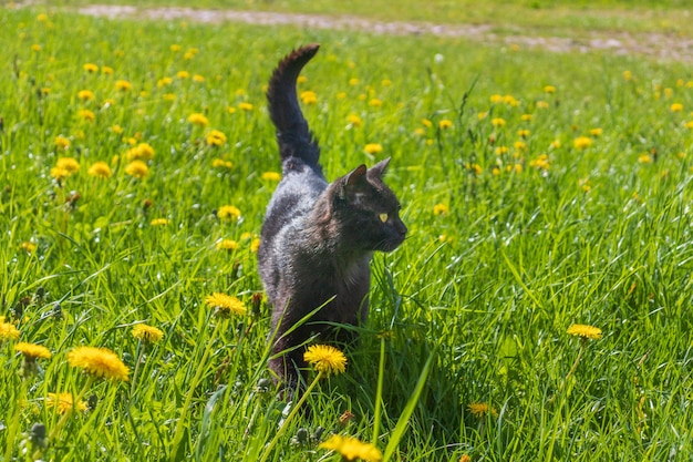 Gato deitado ao sol no gramado.