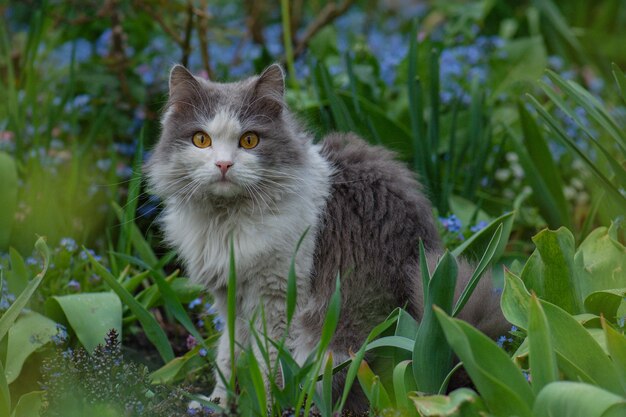 Gato deitado e brincando na grama